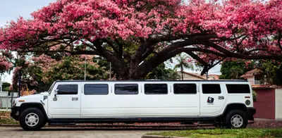 Mr. Limo photo 3